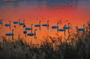 來約！萬只白天鵝在三門峽等你